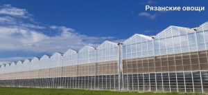 ТК "Рязанские Овощи"